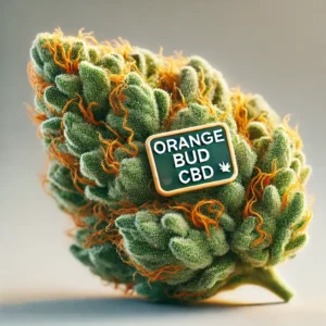 Cogollo Orange Bud CBD, aroma intenso a cítrico.